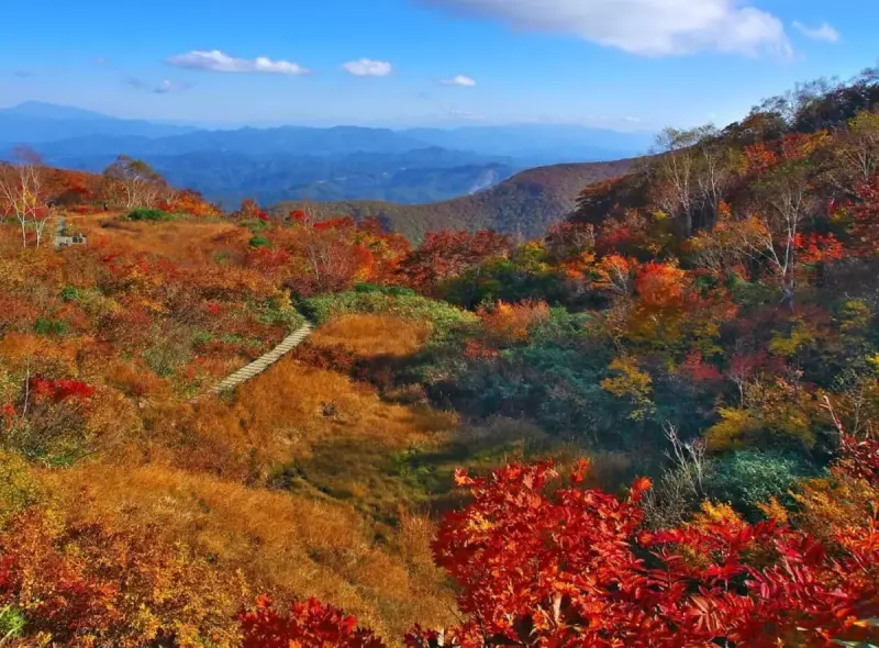 紅葉 葉の鮮やかさ