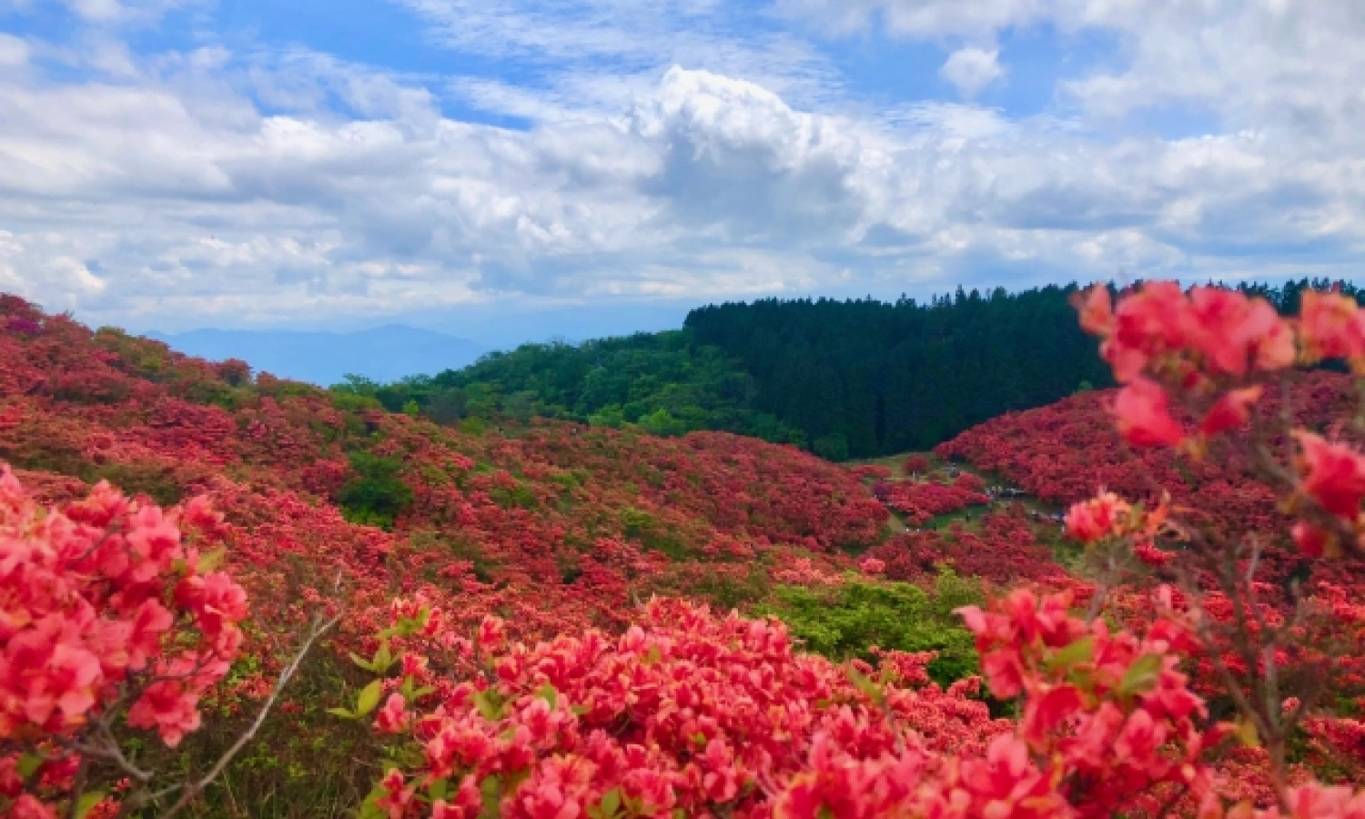 【関西編】日帰りのお花見登山7選|初心者でも安心ラクラクハイキング
