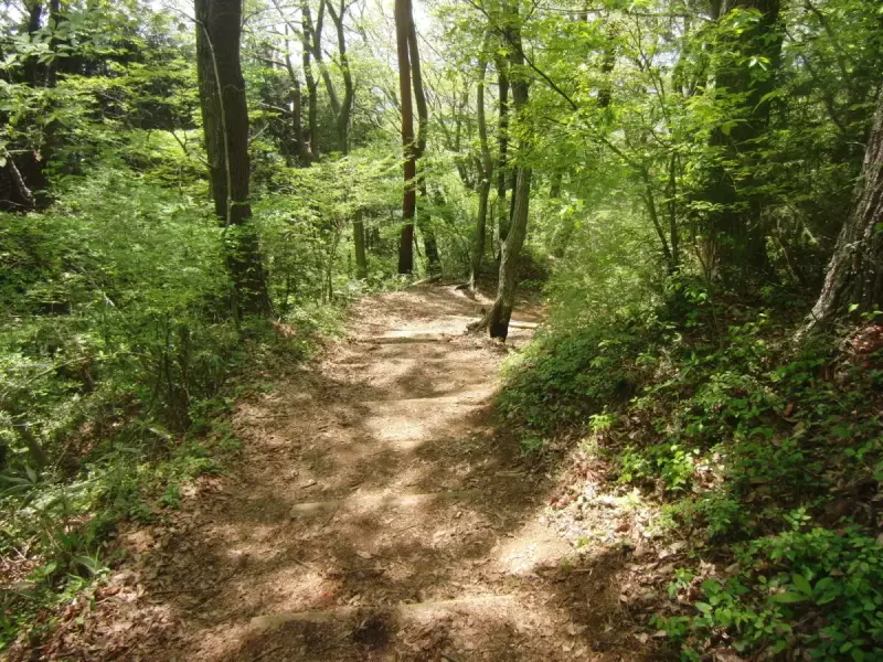 景信山 登山 登山道