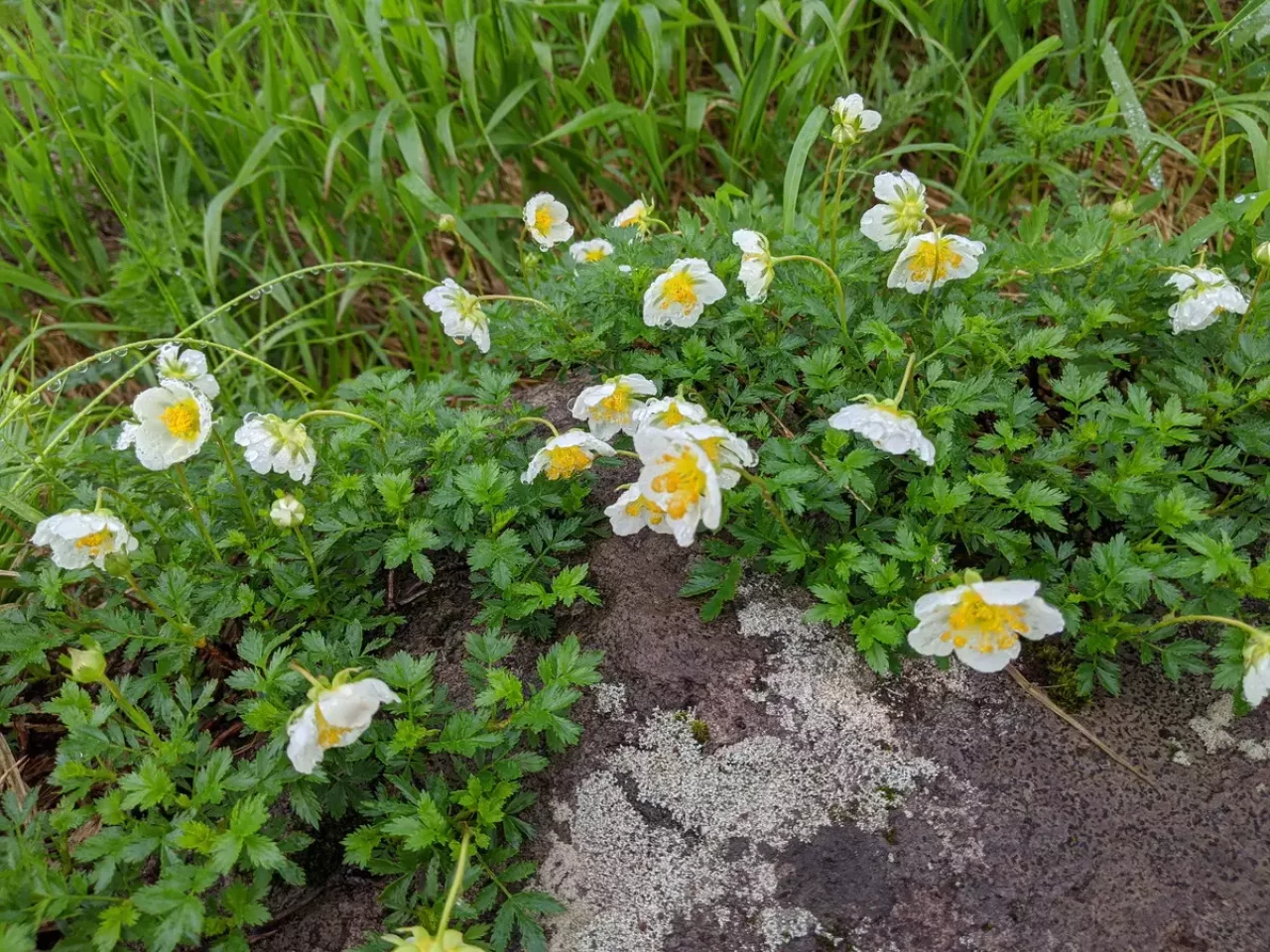 月山リフト分岐