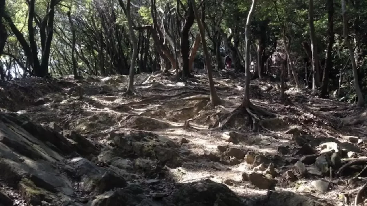 大船山登山今水登山ルート