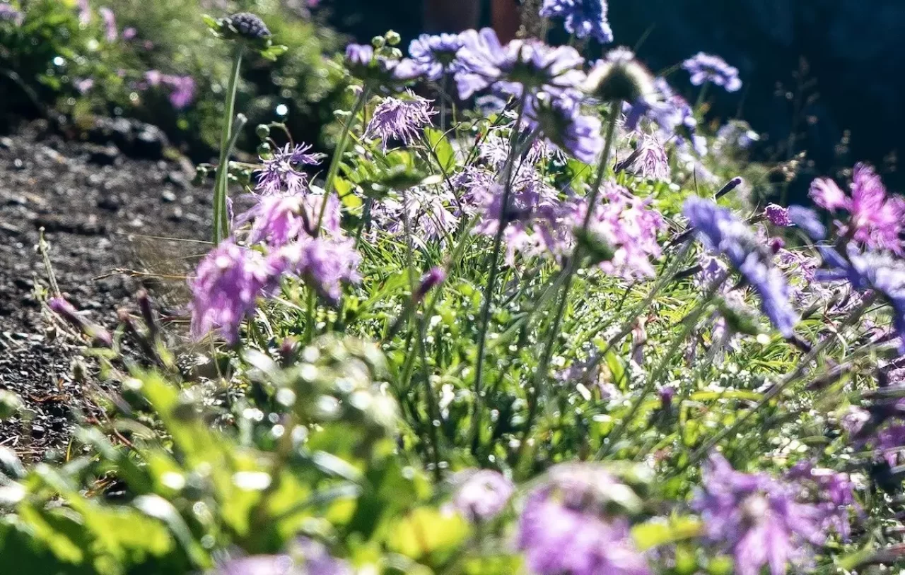 茶臼岳(南アルプス)と上河内岳の稜線上の御花畑