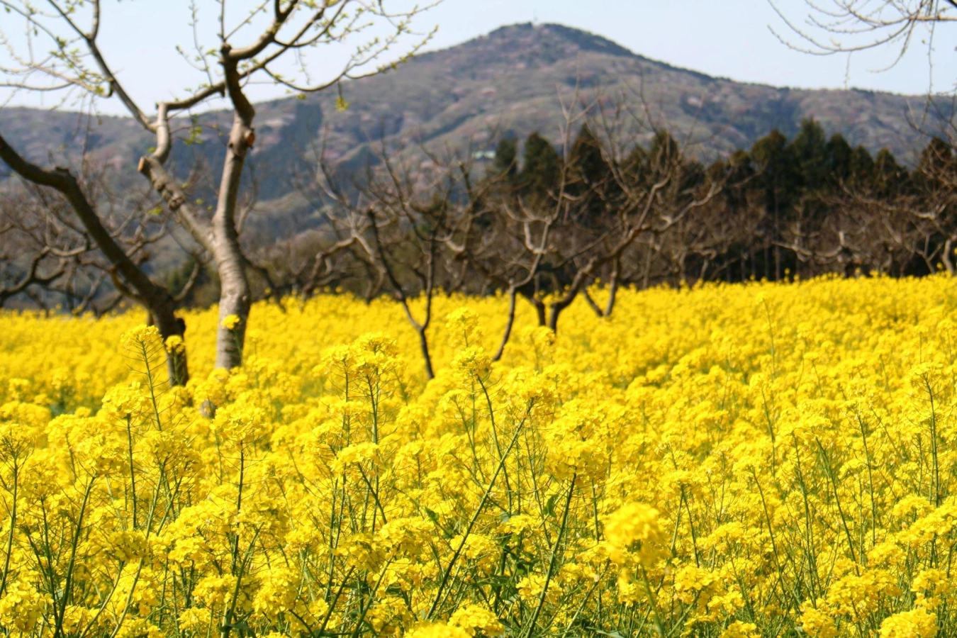 【茨城県】おすすめの低山12選!初心者に最適な日帰りできる山をご紹介