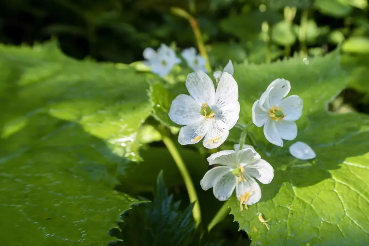 朝露で透けるサンカヨウ