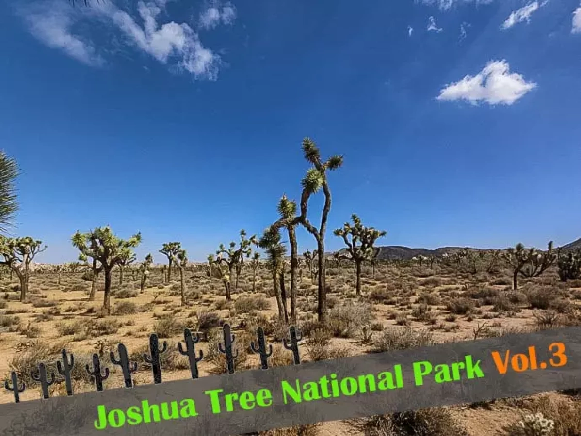 『ジョシュア・ツリー国立公園』見ておきたい絶景ポイント