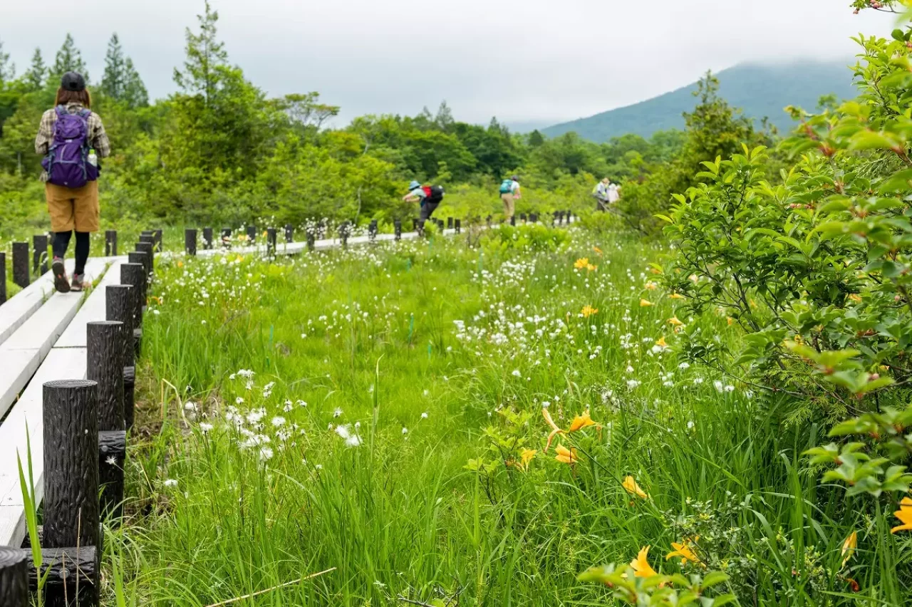 栗駒山世界谷地湿原ニッコウキスゲと木道
栗駒山 登山