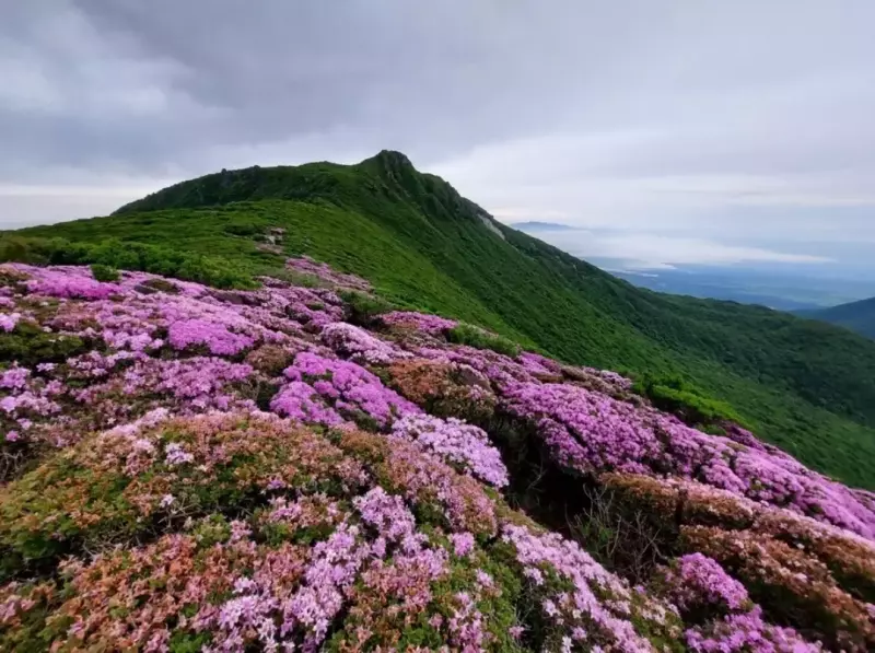 北大船山のミヤマキリシマ群生地
登山 温泉