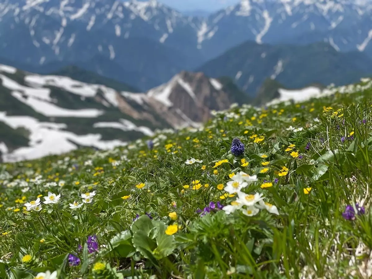 夏の後立山連峰へテント泊縦走登山−白馬三山~不帰嶮~唐松岳(1日目)