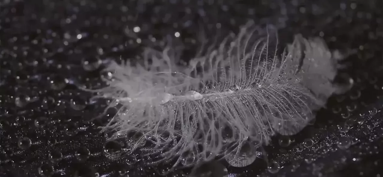 Rabが採用している撥水ダウン