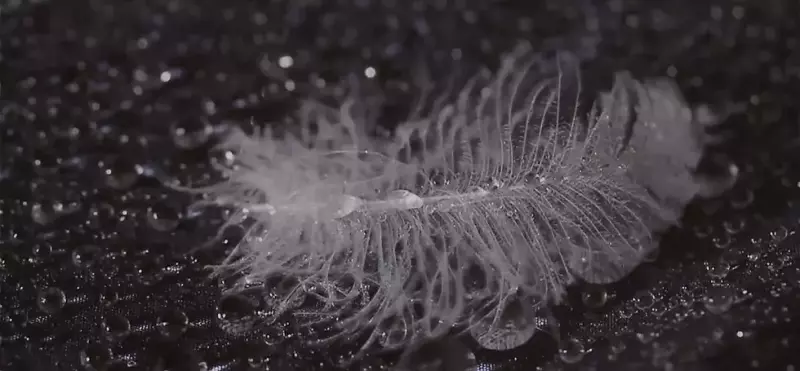 Rabが採用している撥水ダウン