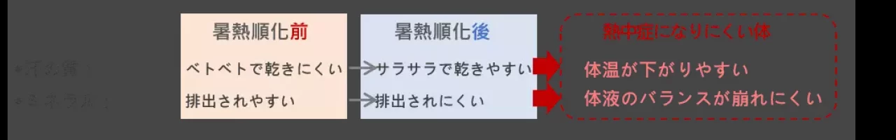 暑熱順化“獲得すると汗腺機能が向上