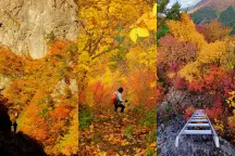 【裏巻機渓谷×古峰山】10/30〜11/10 紅葉見頃予測と黄金リレープラン。