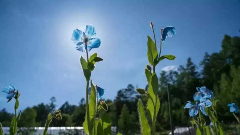 中村農園の青いケシ