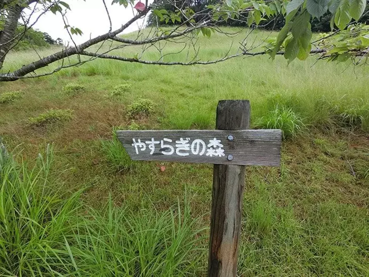 女川町のやすらぎの森