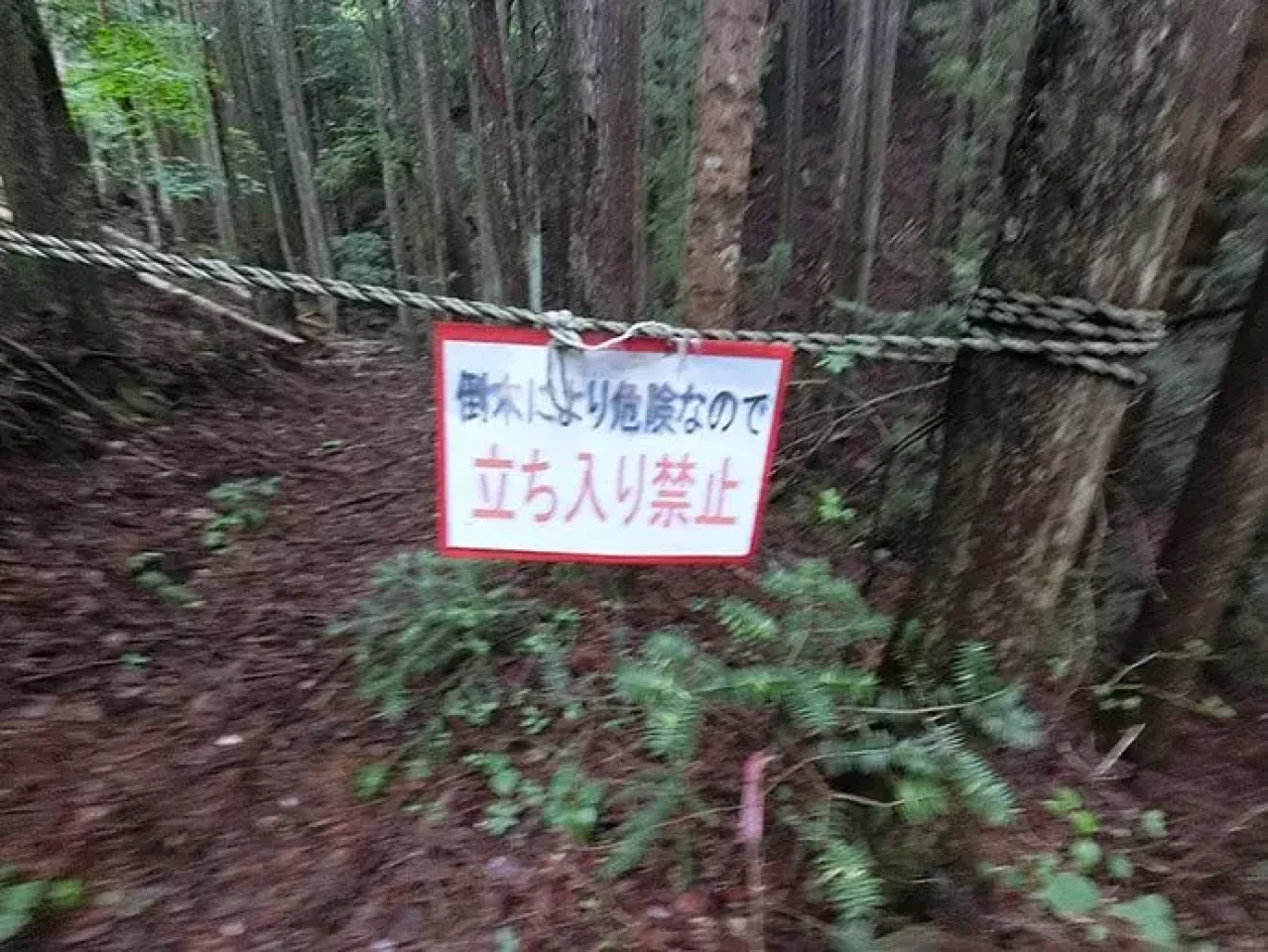 倒木により危険なので立ち入り禁