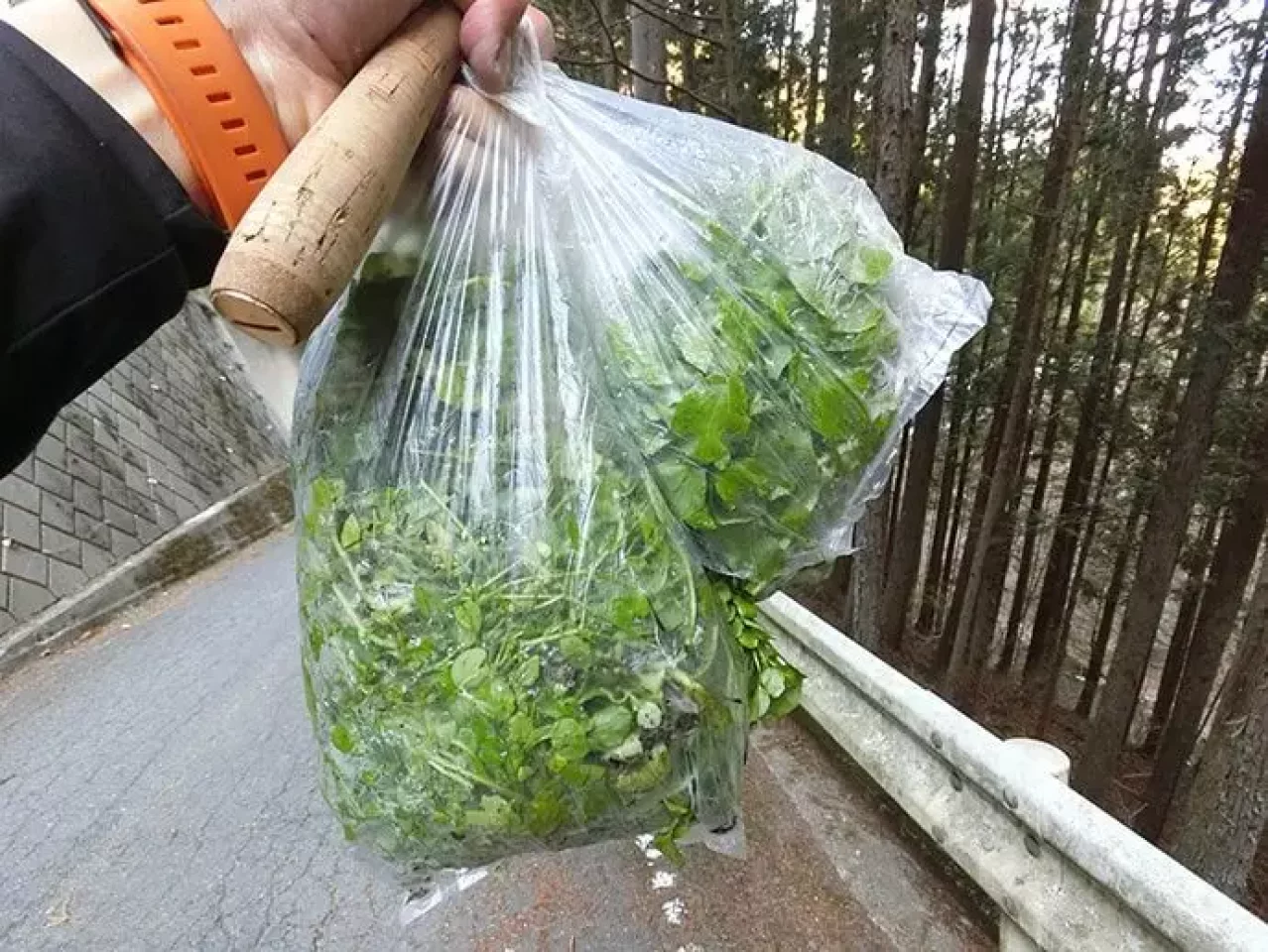 奥多摩の渓流で摘んだクレソン