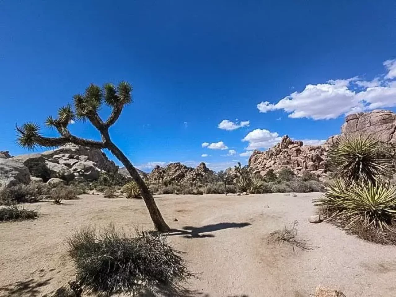 ジョシュアツリー