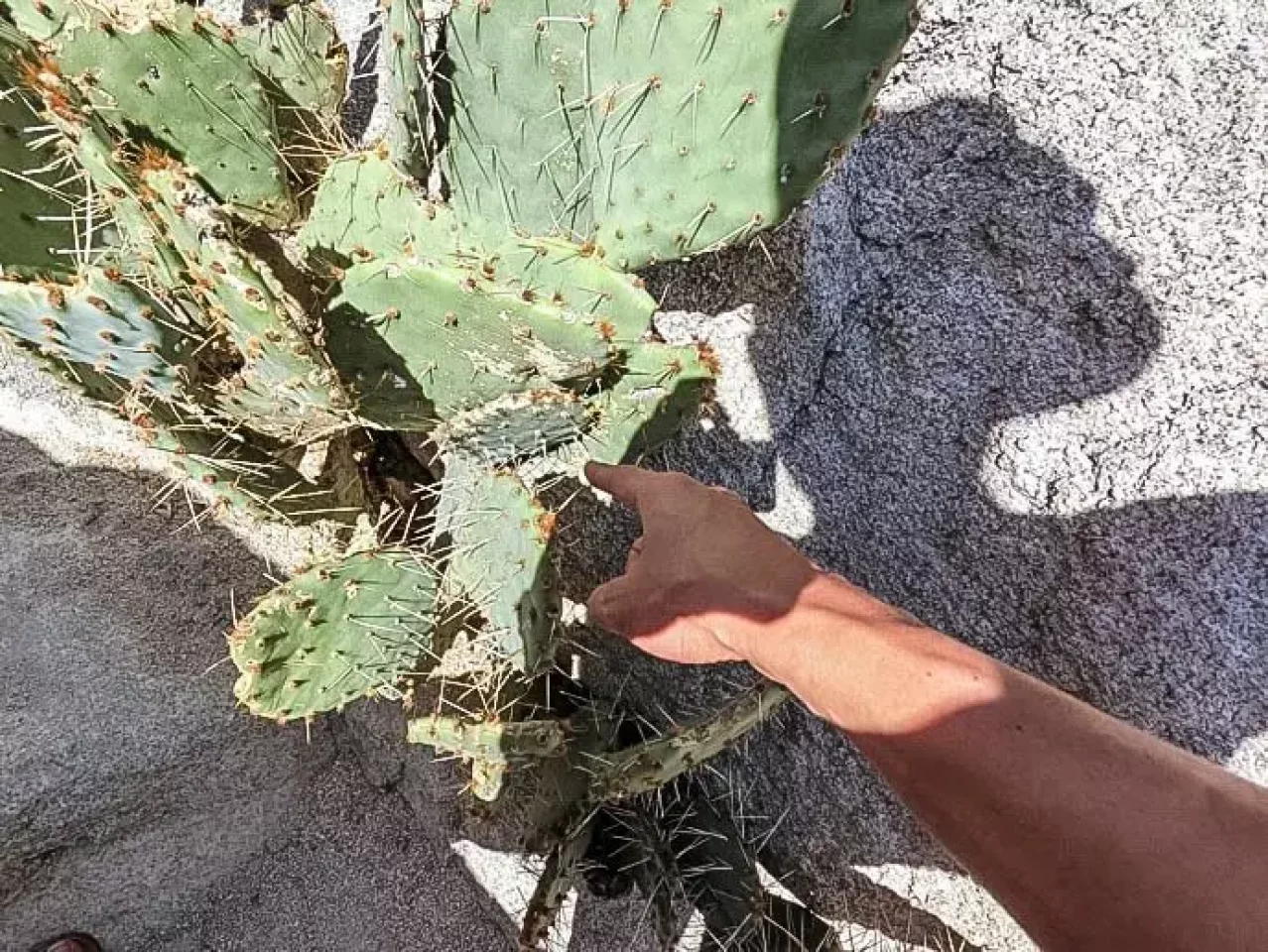 ジョシュアツリー サボテン