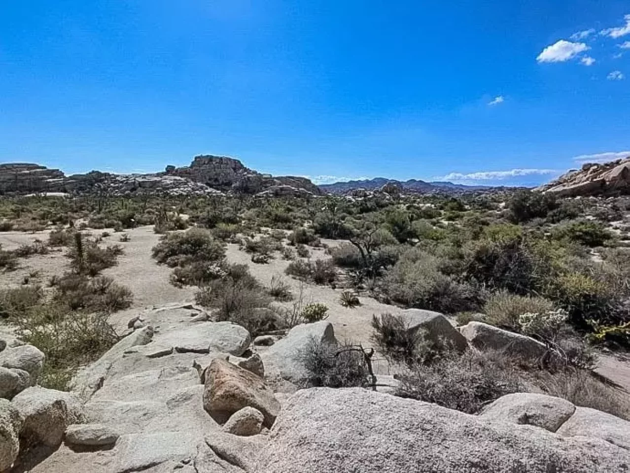 ジョシュアツリー