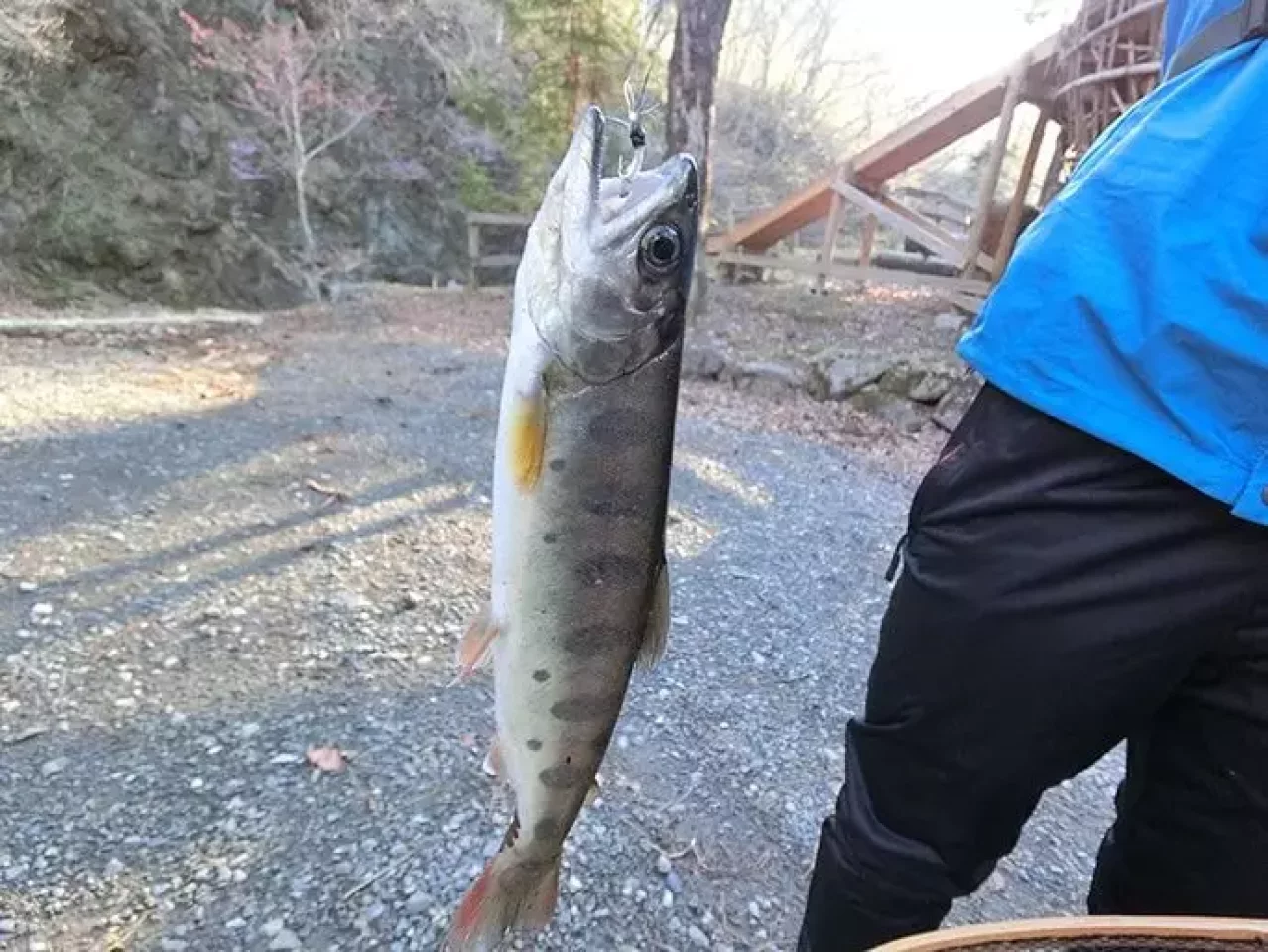 奥多摩のイワナ