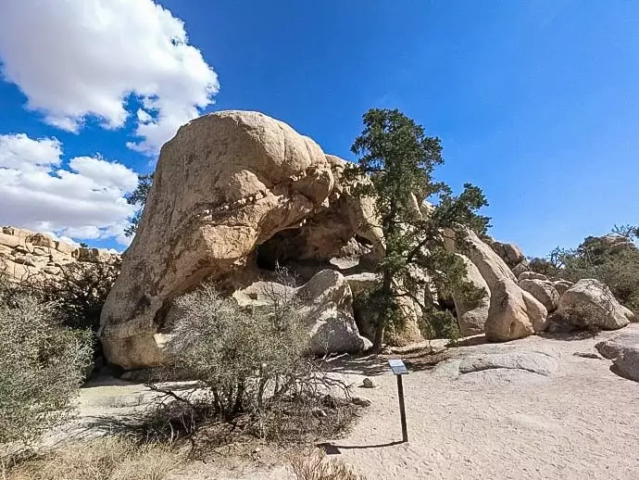 ペトログラフ ジョシュアツリー