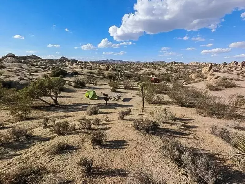 ジョシュアツリー