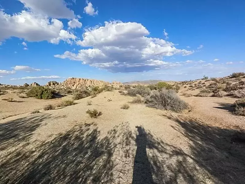 ジョシュアツリーのうさぎ