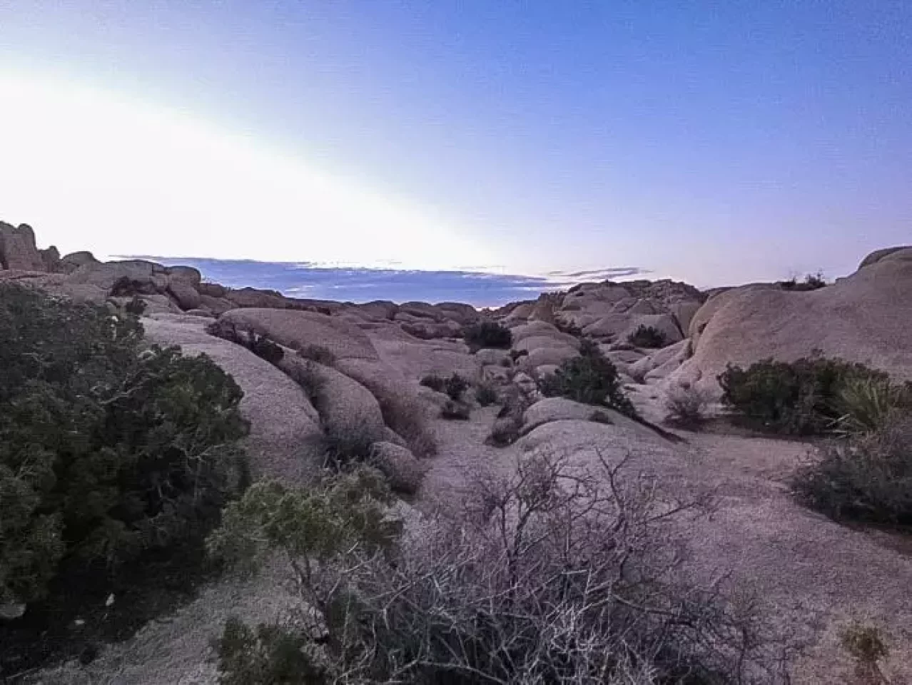 ジョシュアツリー 夕方