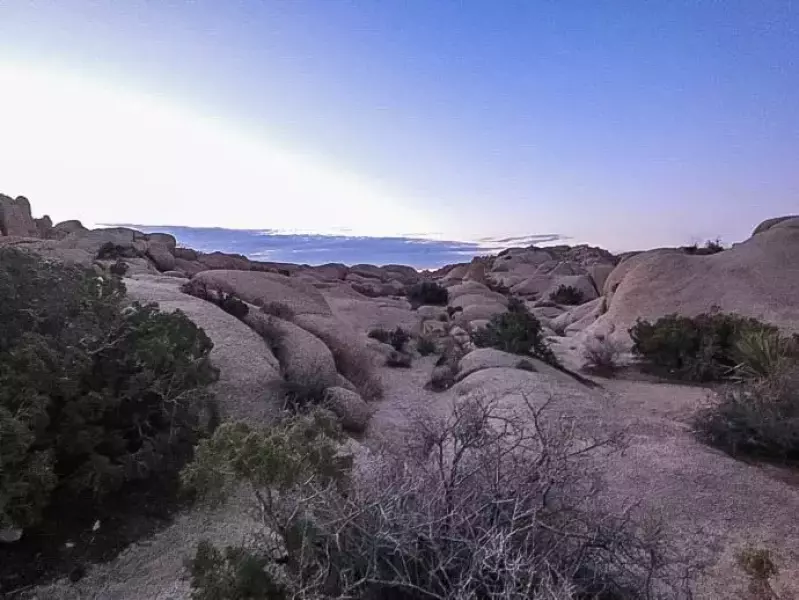 ジョシュアツリー 夕方