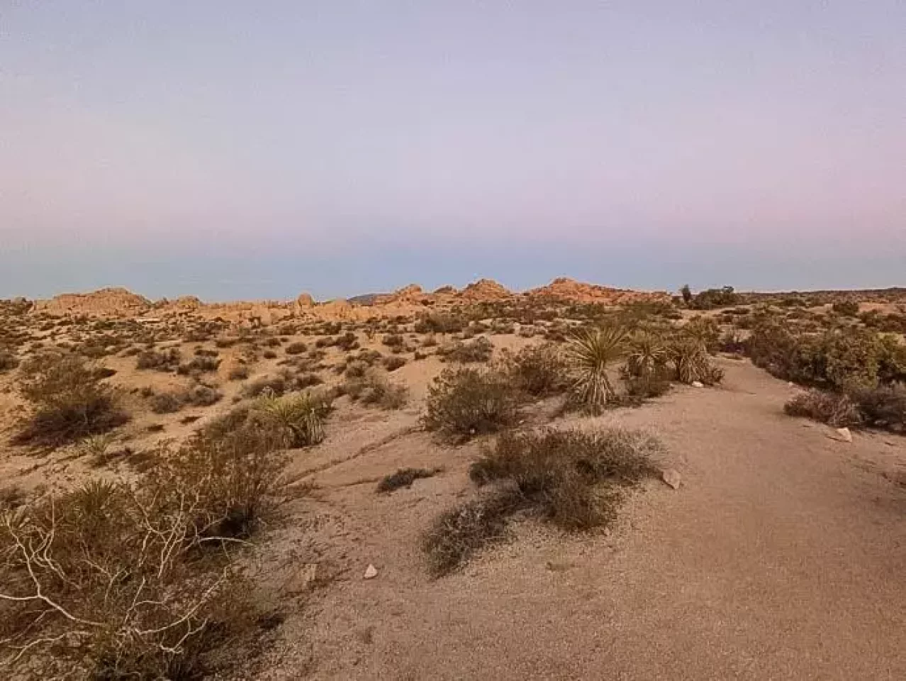 ジョシュアツリー 朝