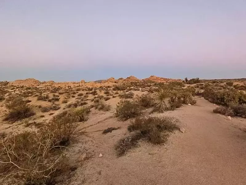 ジョシュアツリー 朝