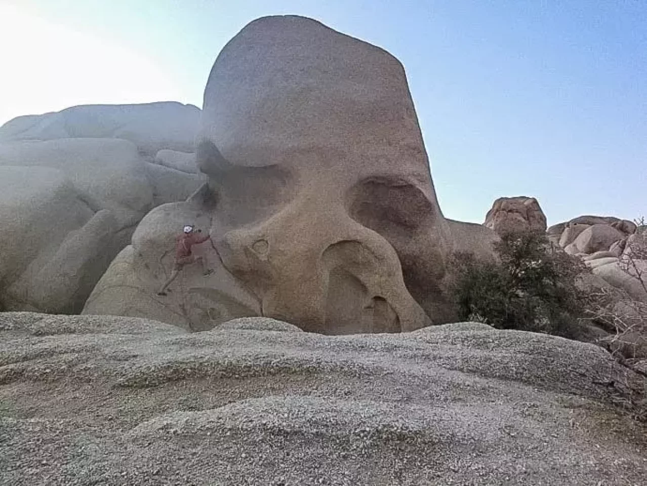 ジョシュアツリー スカルロック