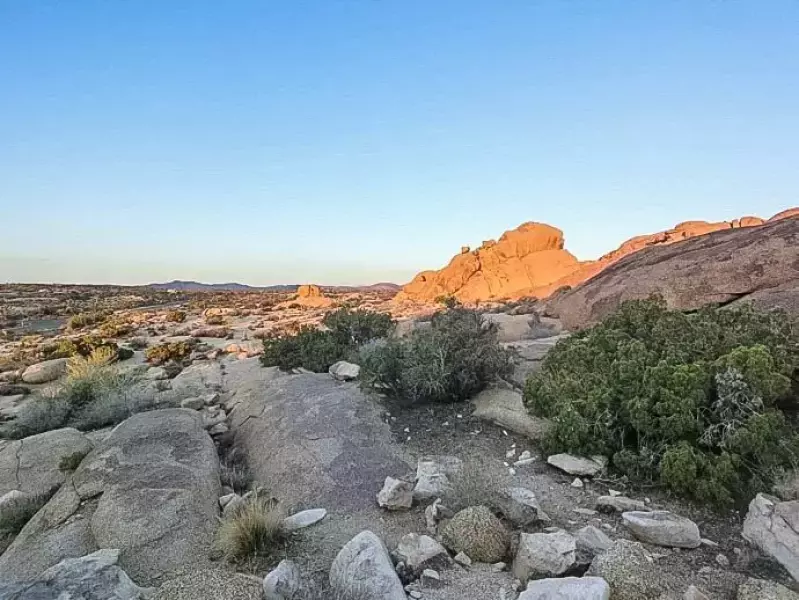 ジョシュアツリー 朝日