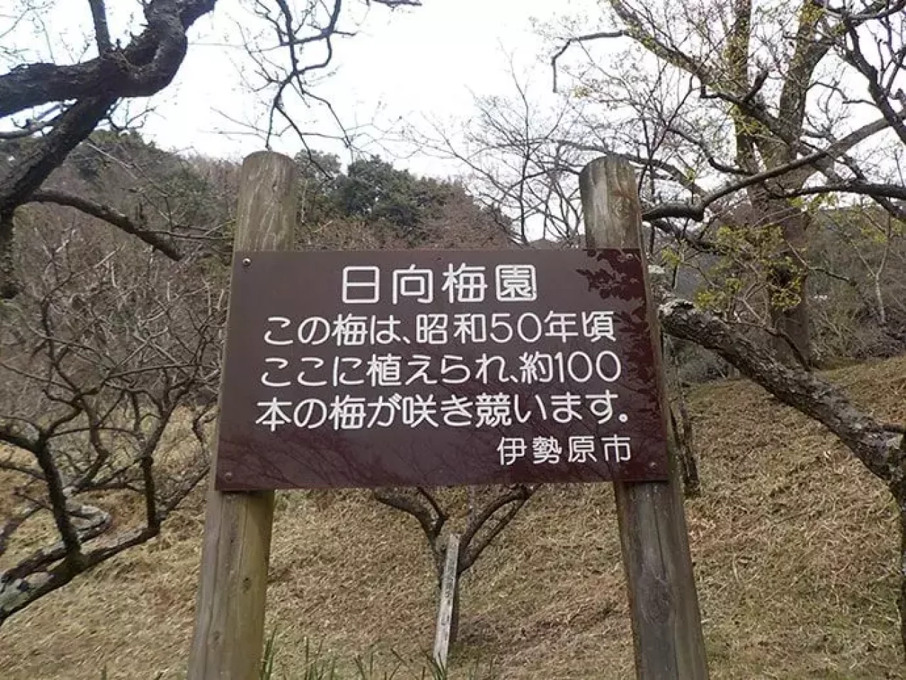 日向梅園