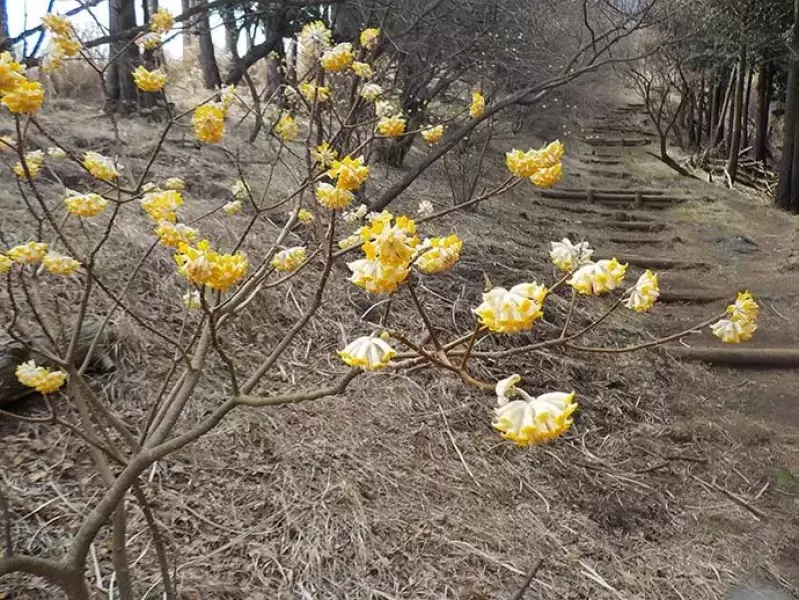 見晴台に向かうトレイル