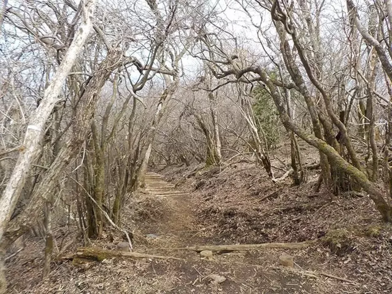 大山山頂へ進む