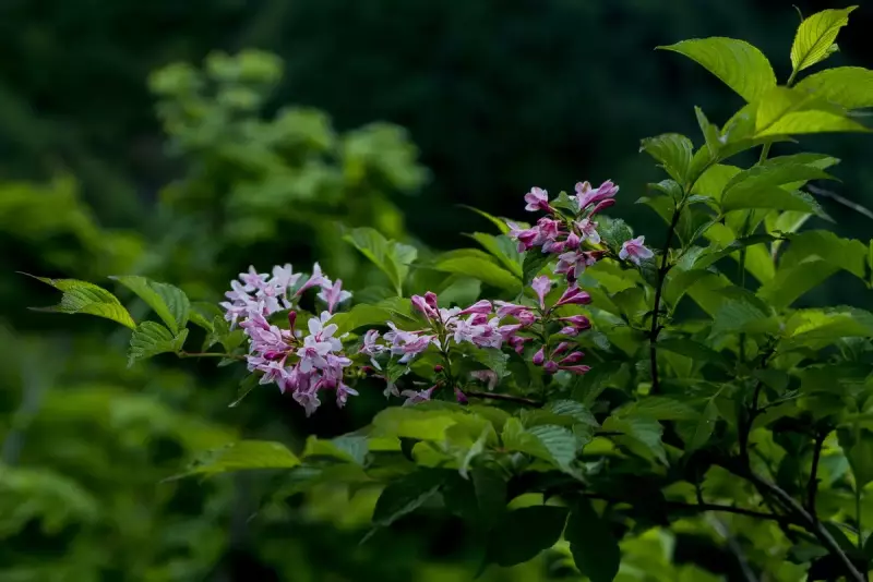 谷川岳で楽しめる高山植物