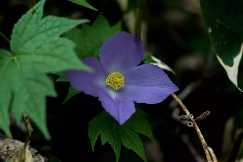 谷川岳で楽しめる高山植物