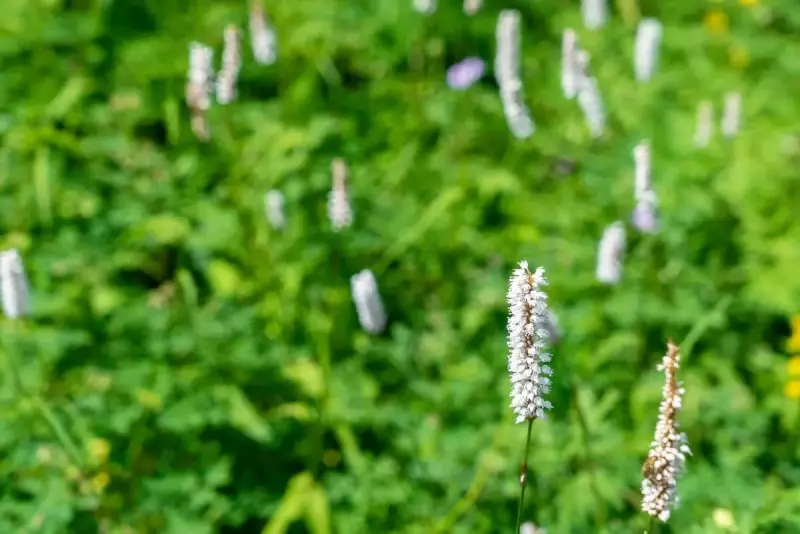 聖平小屋と薊畑