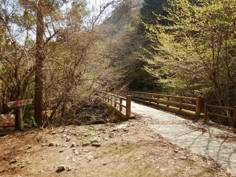 大山三峰山 登山 登山道