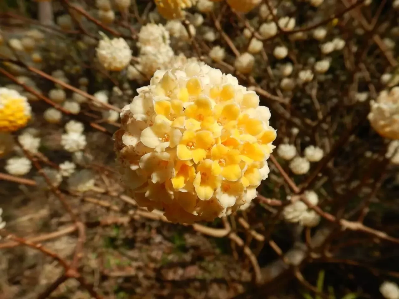 大山三峰山 登山 登山道 ミツマタ