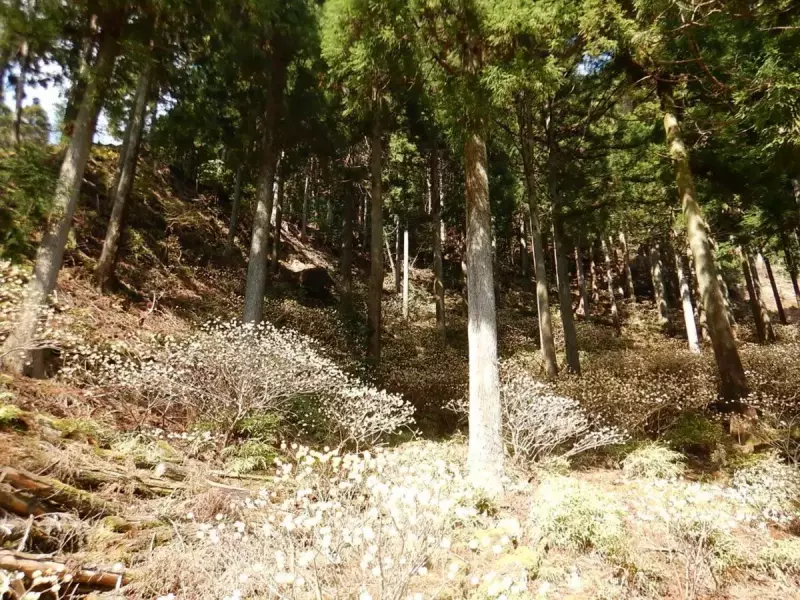 大山三峰山 登山 登山道 ミツマタ