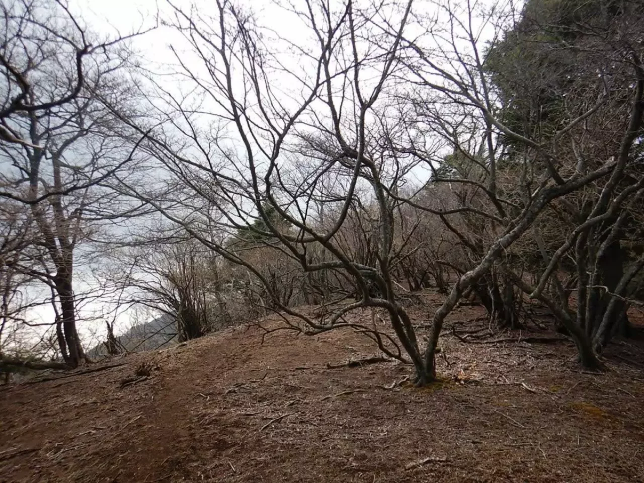 大山三峰山 登山 登山道