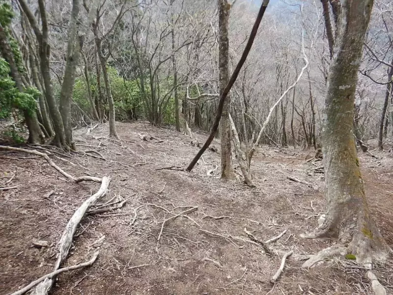 大山三峰山 登山 登山道