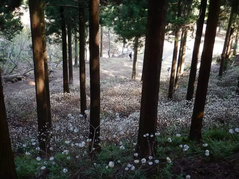 大山三峰山 登山 登山道