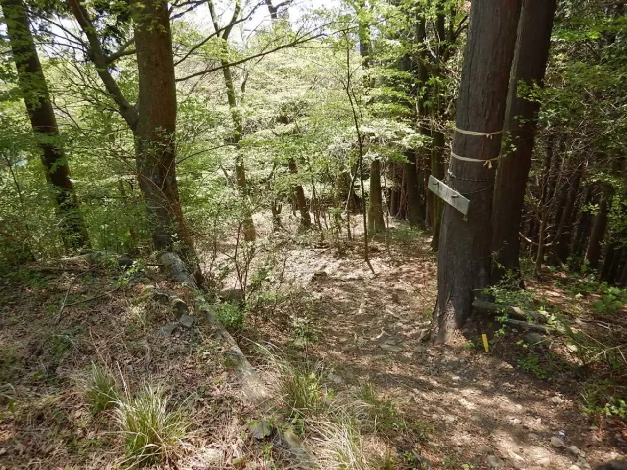 丹沢 三ノ塔 二ノ塔尾根