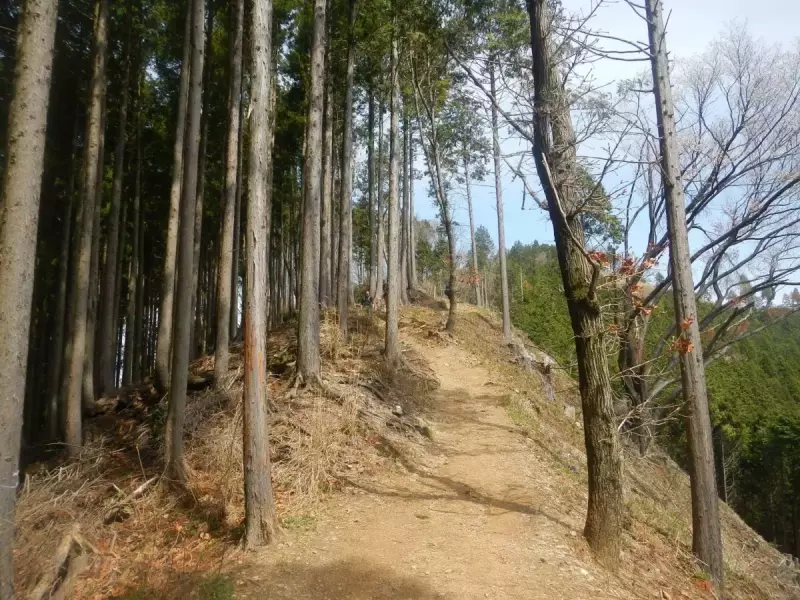景信山 登山 登山道