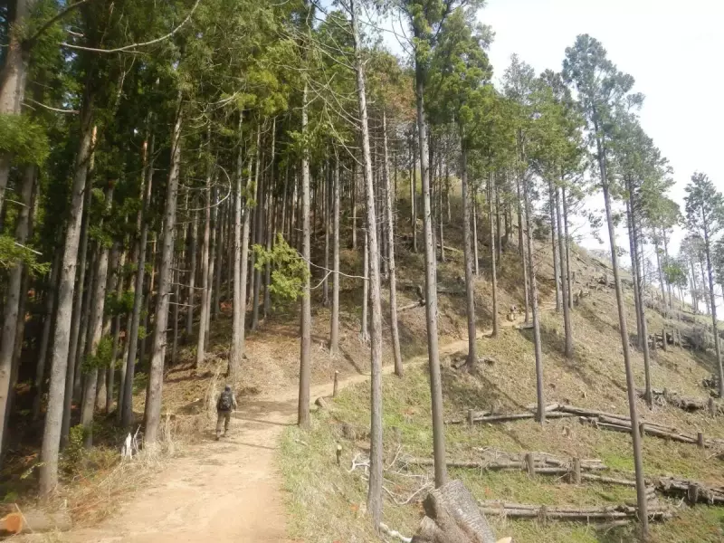 景信山 登山 登山道
