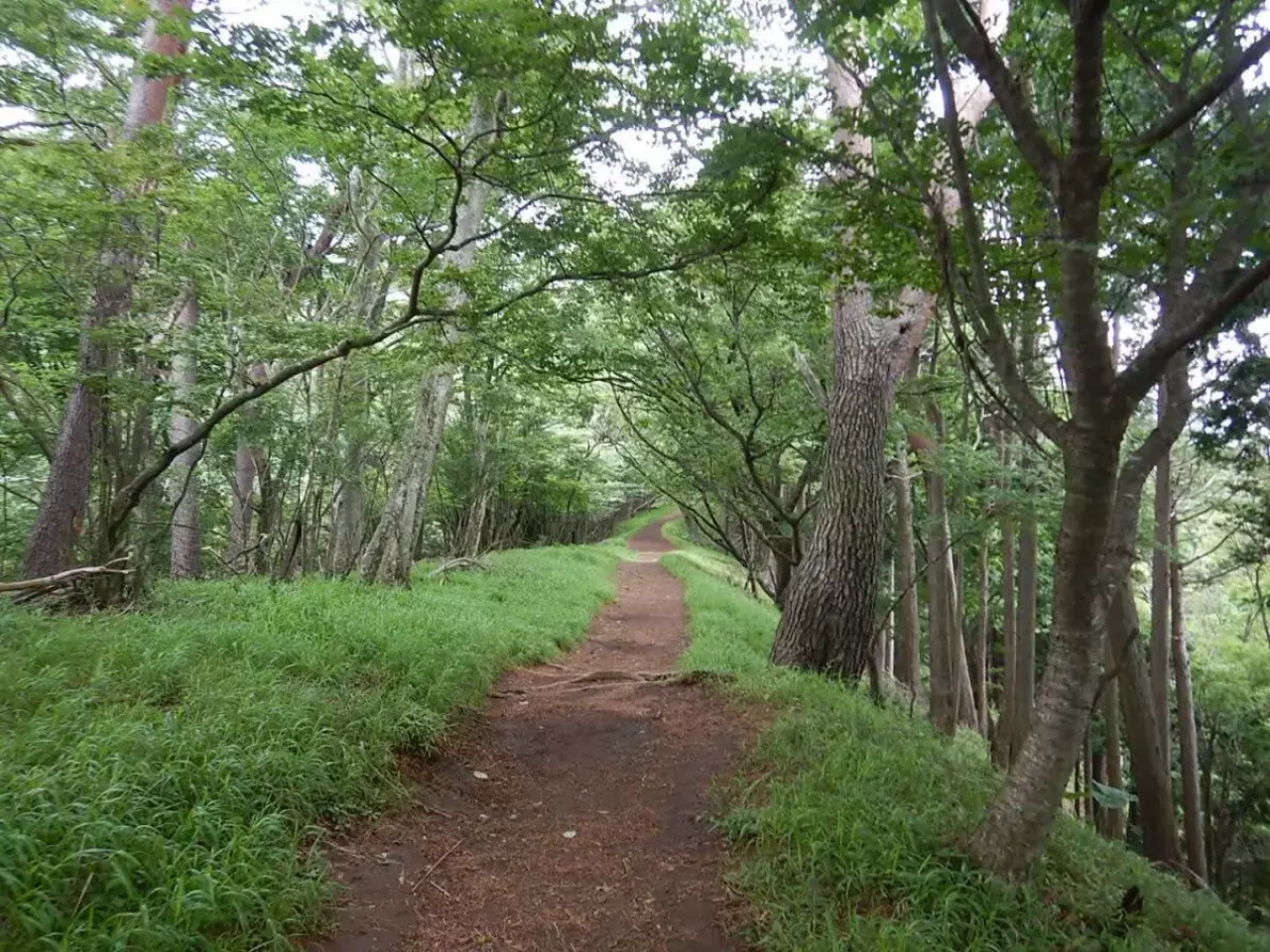 大山 登山 おすすめ イタツミ尾根