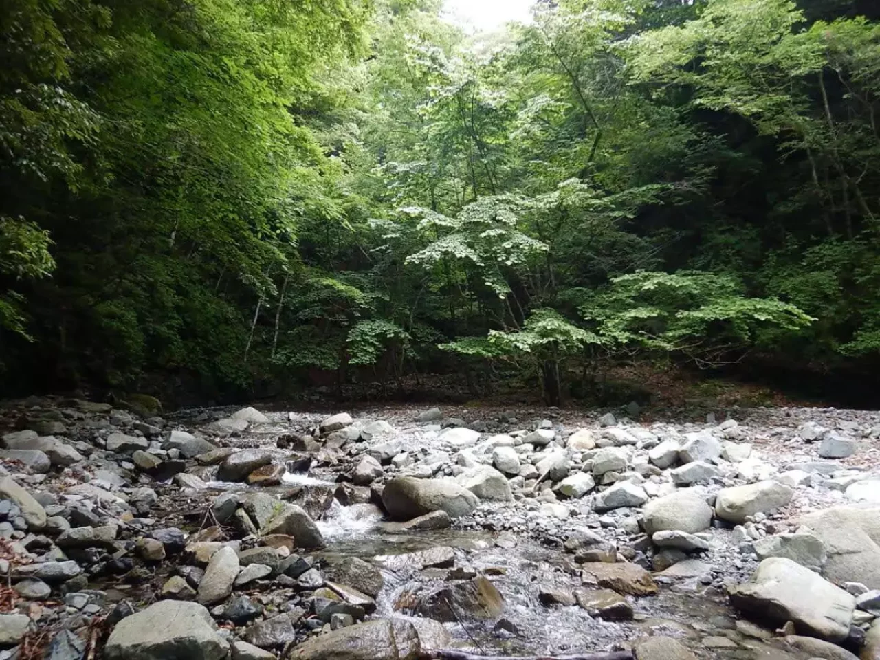 丹沢 大室山 加入道山 沢沿い